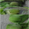 pol icarus larva3 volg12
